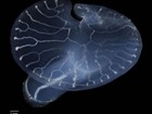 Cientistas desvendam mistério dos 'cogumelos transparentes' que vivem nas profundezas do mar