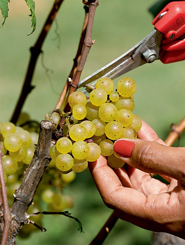 Lifestyle viagem - Colheita  de uvas Chardonnay (Foto: Carol Gherardi)