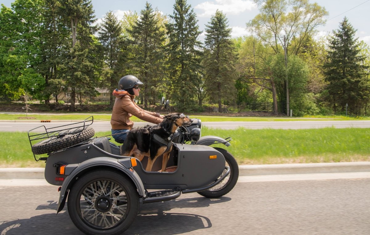 Para aumentar a segurança do passeio, o tutor pode acoplar um assento para o animal no veículo (Foto: Flickr/ Bob Haarmans/ CreativeCommons)