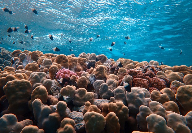 coral (Foto: Pexels)