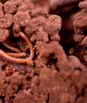 Cientistas descobrem como espécie de verme desenvolve dentes de cobre