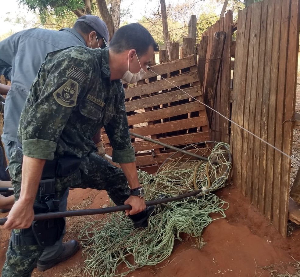Onça foi capturada em propriedade rural de Araçatuba — Foto: Divulgação/Polícia Ambiental