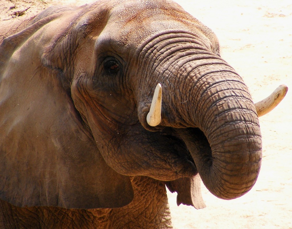 Qual o preço do marfim ilegal?  (Foto: Flickr / Rachel Sample )