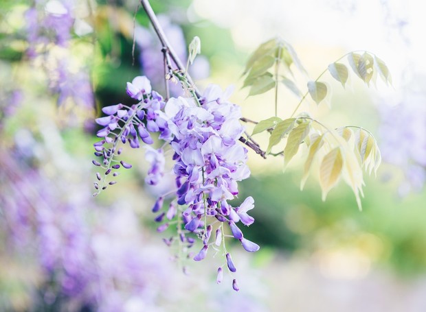 Glicínia: de ar romântico, são flores com um perfume delicado que atrai abelhas (Foto: Pexels / Larissa Farber / CreativeCommons )