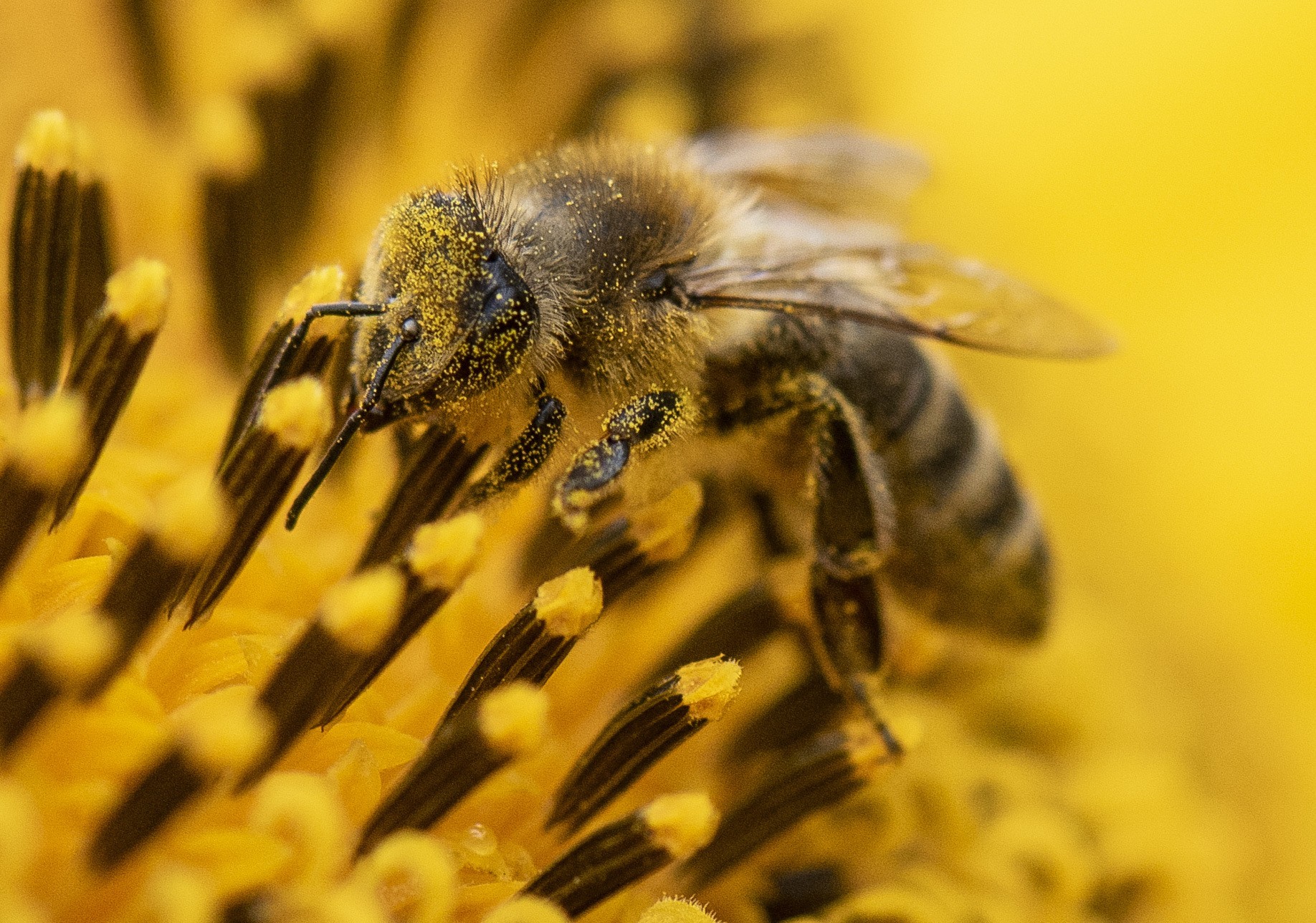 Declínio de abelhas silvestres ameaça cultivos em EUA e Canadá, diz estudo thumbnail