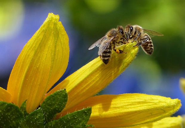 abelhas, bee, bees, abelha, insetos, (Foto: Unsplash)