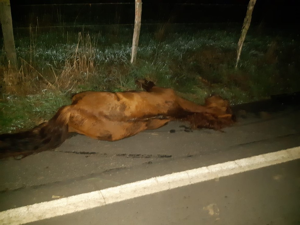 Animal não resistiu aos ferimentos e morreu no local do acidente, na AL-115 — Foto: BPRv