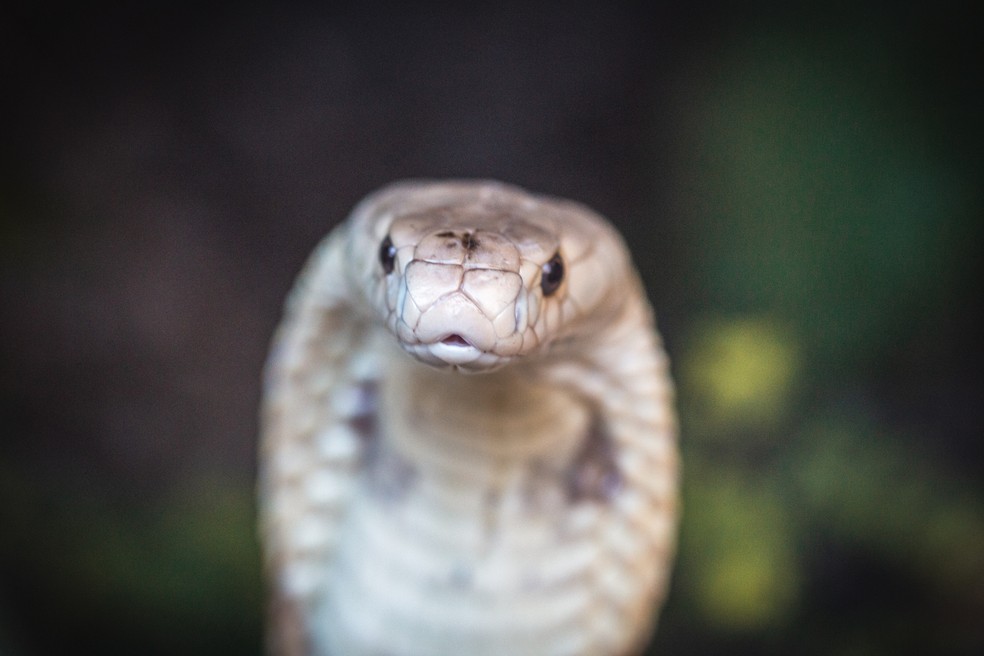 Cobra Naja que picou estudante em Brasília faz ensaio fotográfico no zoológico, em imagem de arquivo — Foto: Ivan Mattos/Zoológico de Brasília