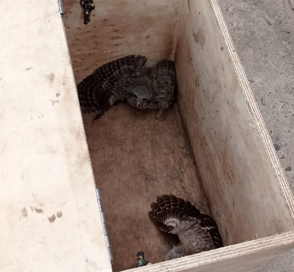 Polícia Ambiental resgata corujas, papagaio e outros pássaros silvestres na zona rural de Teresina — Foto: Polícia Militar Ambiental