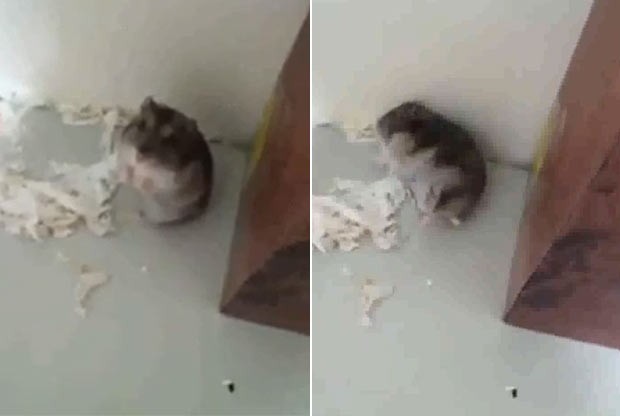 Hamster se fingiu de morto depois que seu dono simulou atirar nele. (Foto: Reprodução)
