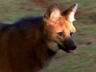 Perfil do lobo-guará desfaz imagem negativa do 'semeador do cerrado'