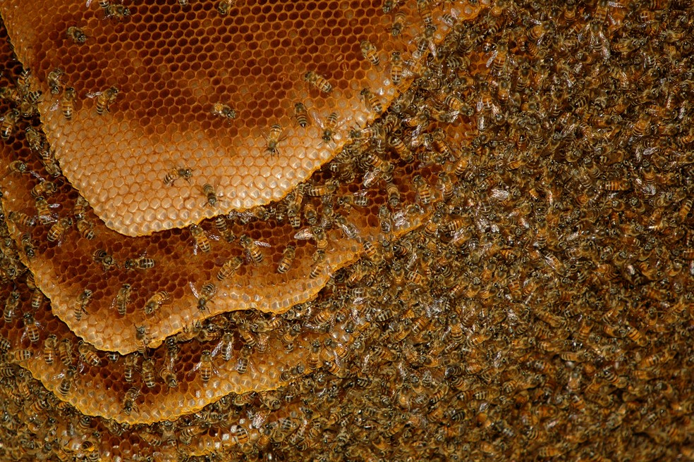 Todos os anos cerca de 50 pessoas morrem no Brasil por causa do ataque de abelhas. — Foto: Rudimar Narciso Cipriani/Acervo Pessoal