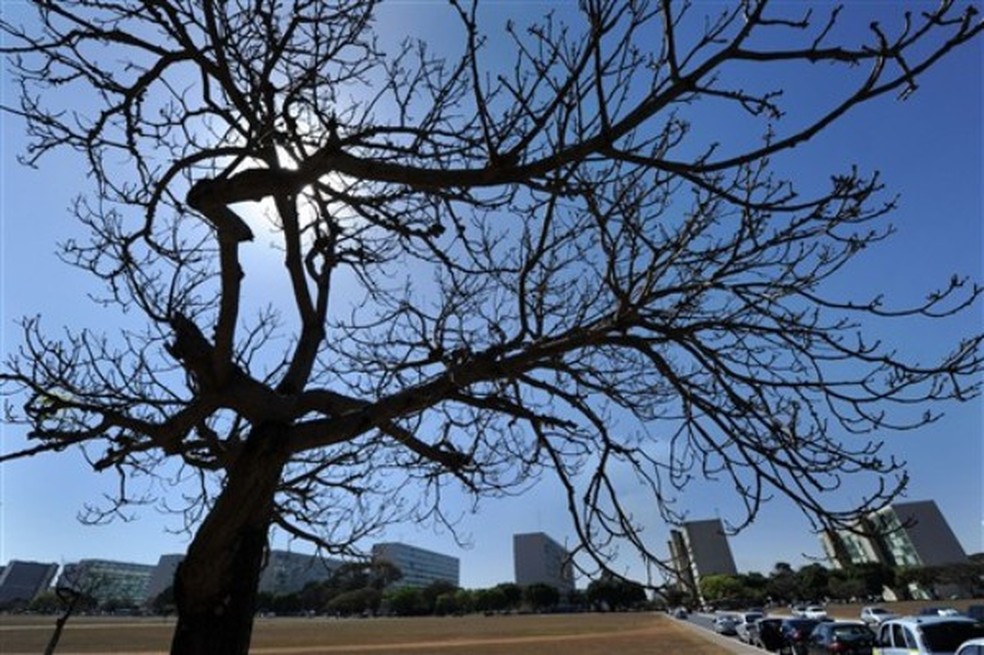 Árvore seca na Esplanada dos Ministérios em Brasília (DF) — Foto: Evaristo SA/AFP