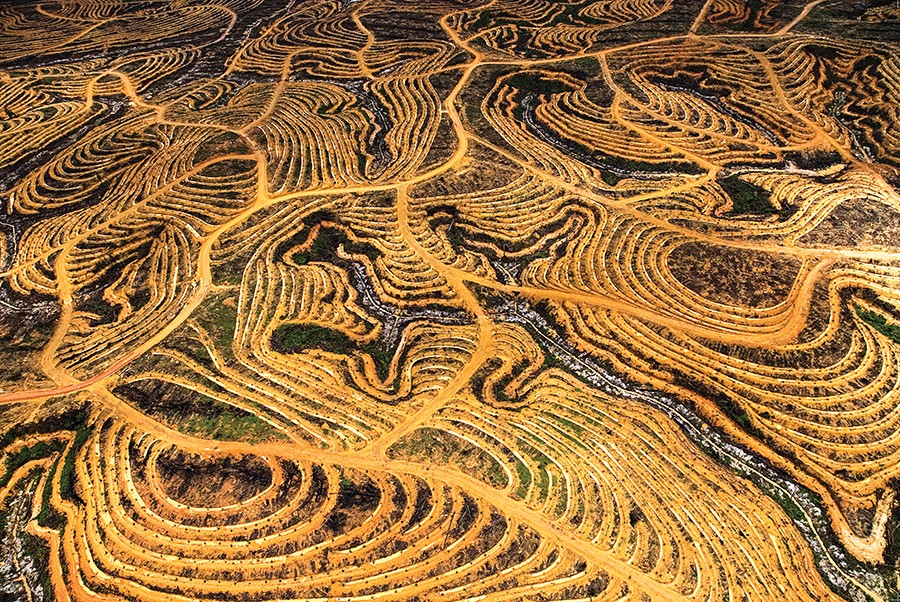 PAÍS Indonésia | ANO 1994 | Plantio de óleo de palma, o óleo de dendê; agricultura tem acabado com cerca de 80% da mata nativa da região (Foto: Yann Arthus-Bertrand)