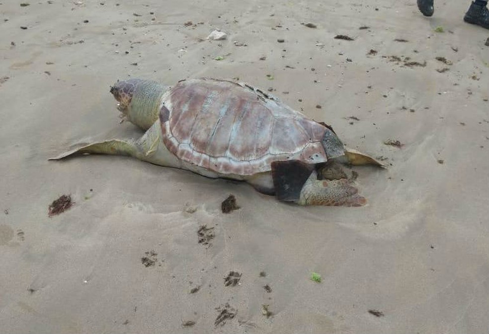 Com esse caso, sobe para 15 o número de tartarugas encontradas mortas só neste mês, no litoral da Bahia.  — Foto: Prefeitura de Vera Cruz 