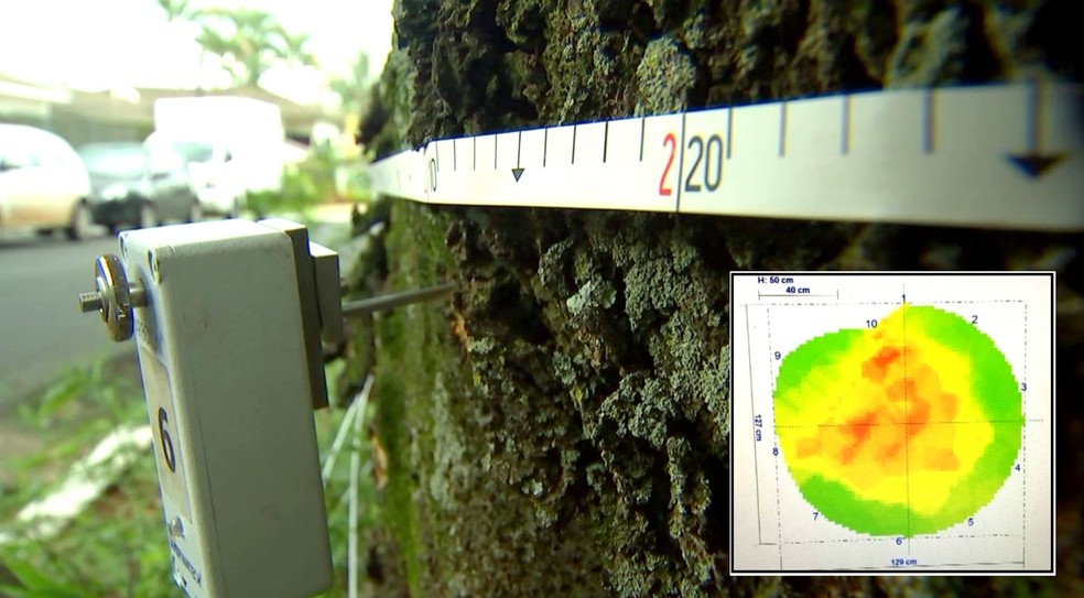 A imagem gerada no exame de ultrassom (no detalhe) aponta se há comprometimento e risco de queda (Foto: TV TEM/Reprodução)