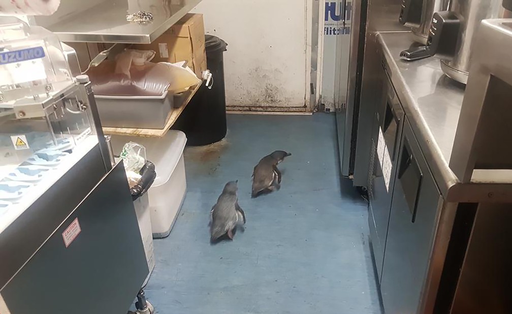 Pinguins da Nova Zelândia assaltam loja de sushi — Foto: Shawnee Kim/AP