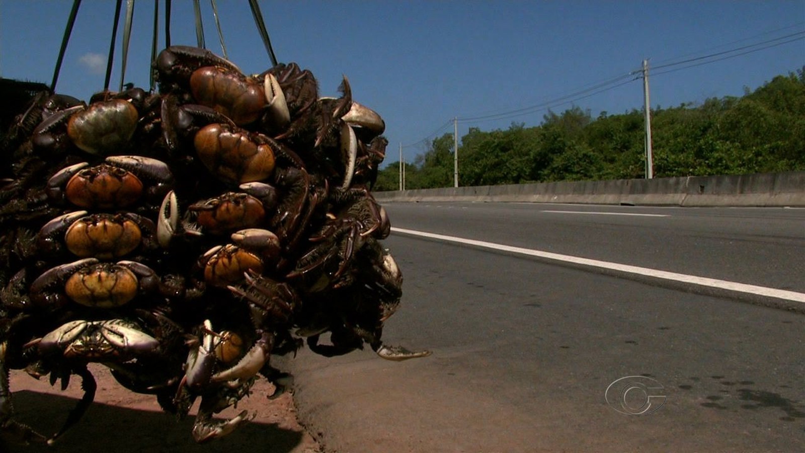 Caranguejo entra no período de defeso e captura e venda ficam proibidas no Amapá