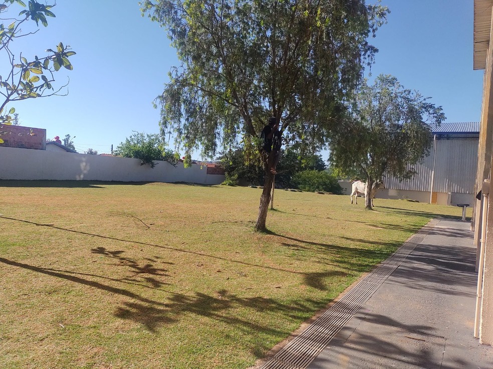 Captura de boi que invadiu pátio de escola em Tatuí — Foto: Arquivo Pessoal 