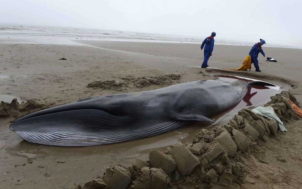 Baleia minke com 8 metros de comprimento, encalhada nas areias da praia de Druridge, no norte da Inglaterra, em imagem de arquivo (Foto: Nigel Roddis/Reuters)