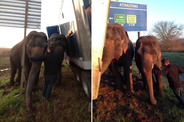 Motorista usou elefantes para impedir tombamento de caminhão nos EUA (Foto: Natchitoches Parish Sheriff's Office/AP)