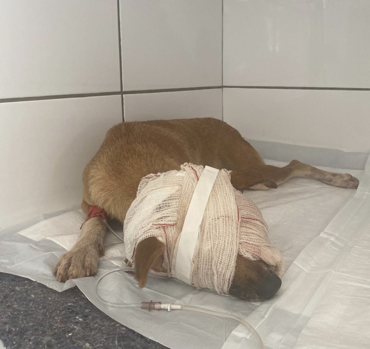 Na foto, a cadela que sofreu maus-tratos pelo jovem de 19 anos  (Foto: Instagram/ @anacamposnovos/ Reprodução)