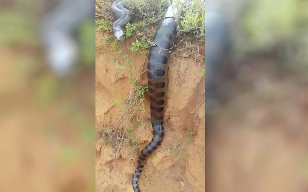 Sucuri flagrada em estrada de terra na zona rural de Aragoiânia — Foto: Arquivo pessoal/Mirley Mendes