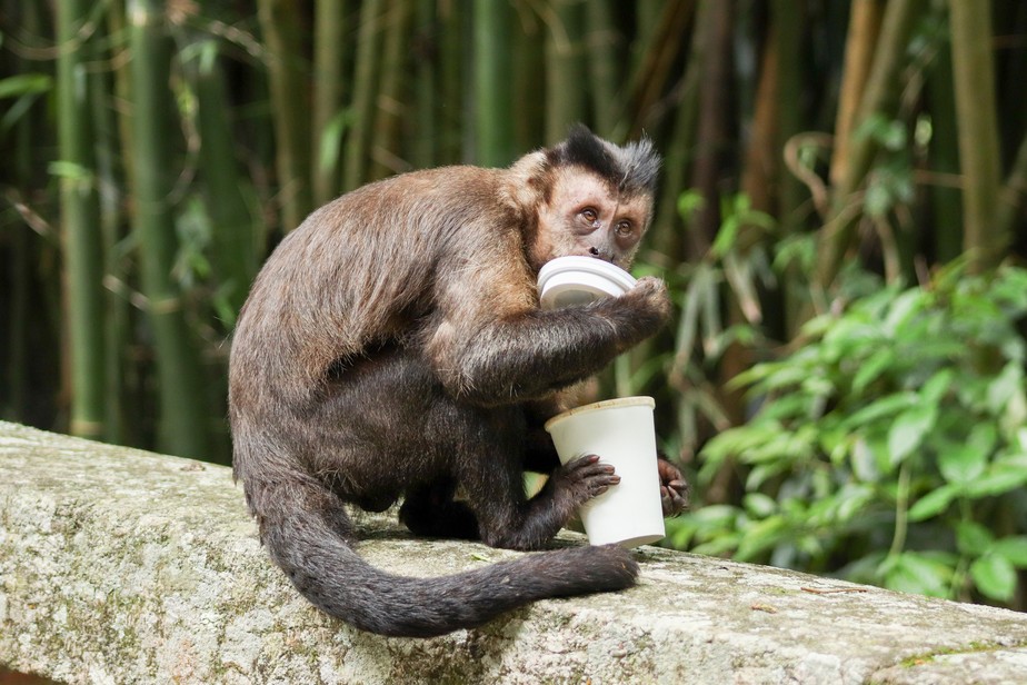 Flagrante. Macaco-prego come biscoito e toma refrigerante retirado de lixeira no Parque Nacional da Tijuca