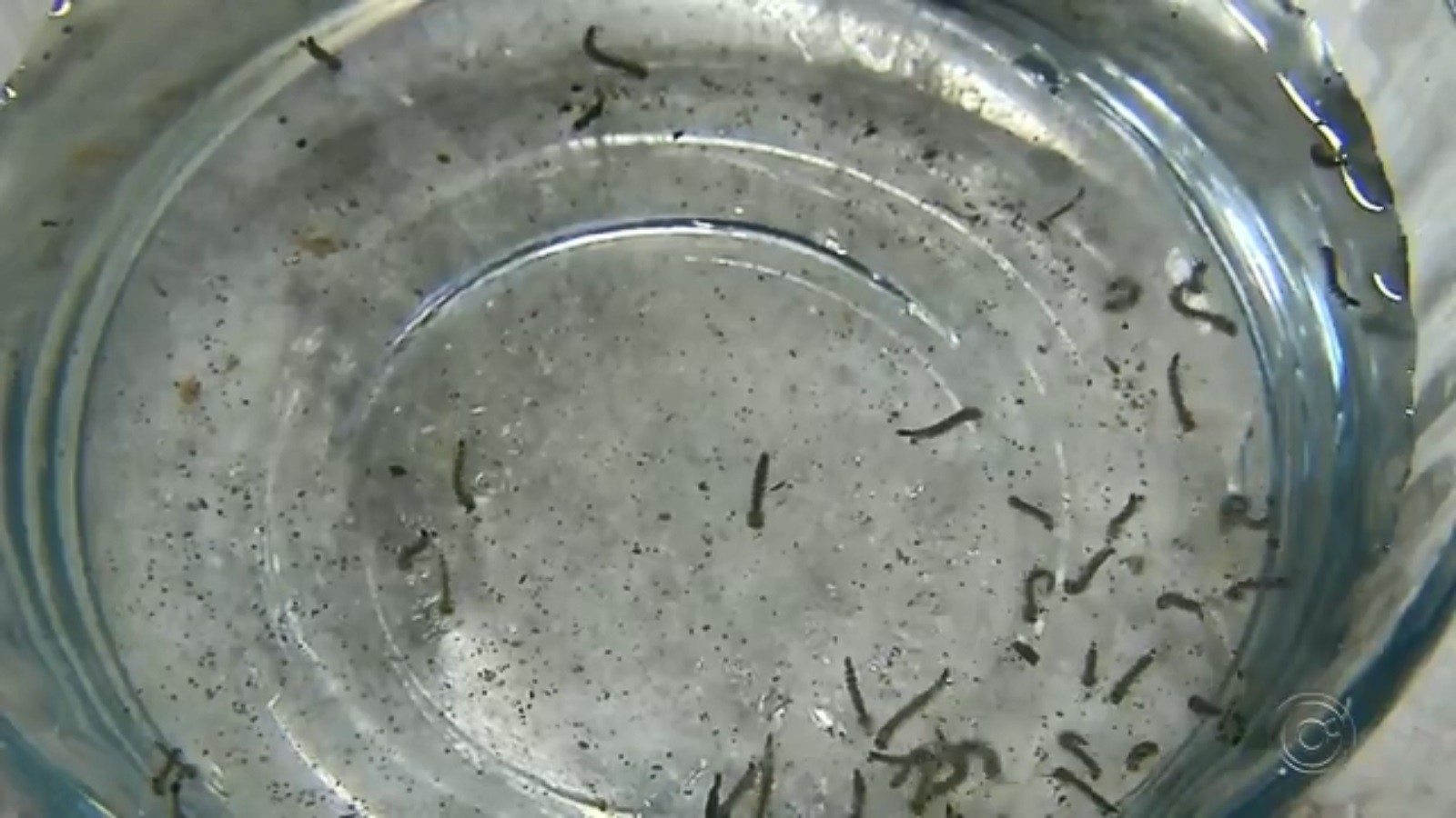 Rio Preto confirma duas mortes por dengue em março