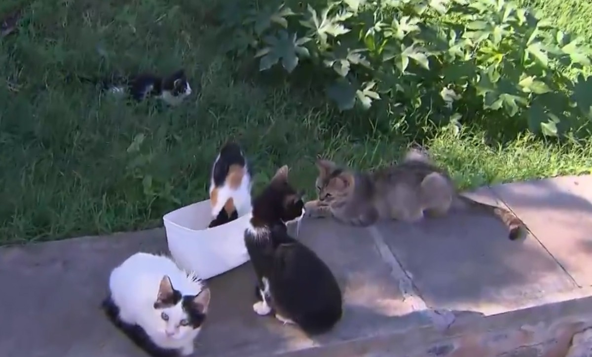 Após incêndio, prefeitura abre cadastro para interessados em adotar gatos da 'colônia' de Piatã - Vimarsana News