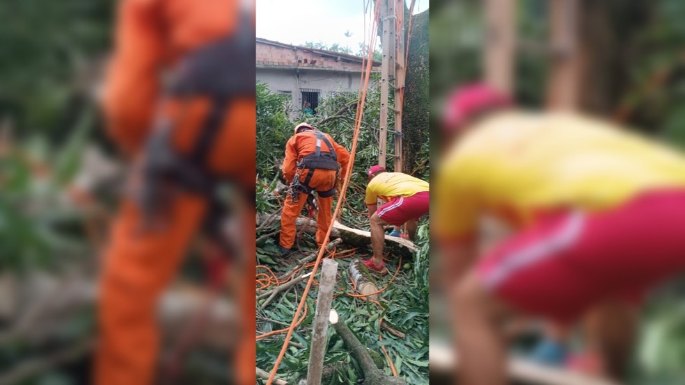 Homem morre ao ser atingido por galho de árvore em São Luís. — Foto: Divulgação / Corpo de Bombeiros Militar do Maranhão