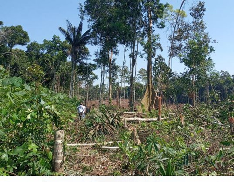 Cerca de 28 hectares de desmatamento ilegal foram encontrados na BR-364 — Foto: Divulgação/Polícia Civil