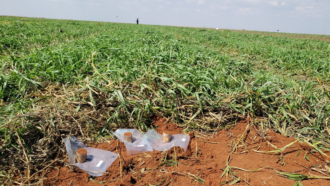 Ações sustentáveis podem reduzir dependência de importação de fertilizantes, diz estudo da USP de Piracicaba