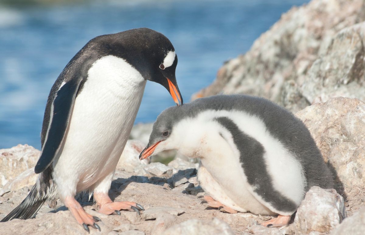 Os pinguins costumam ser fiéis até o fim da vida com seus parceiros (Foto: Canva / Creative Commoms)