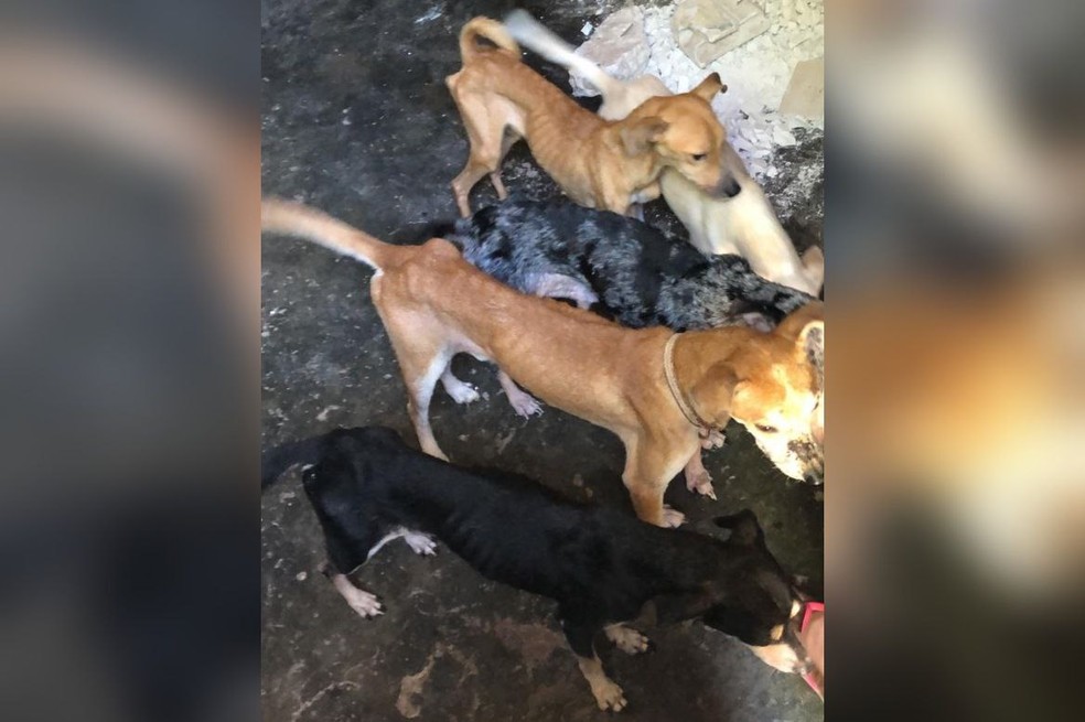 Sete cães com sinais de maus-tratos em Fortaleza. — Foto: Divulgação/Polícia Civil