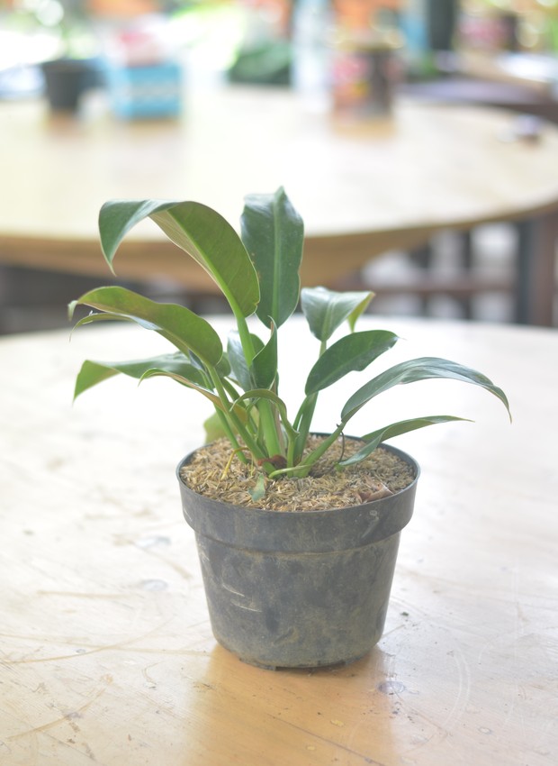 A espécie depende de vasos com bom substrato (Foto: GettyImages )