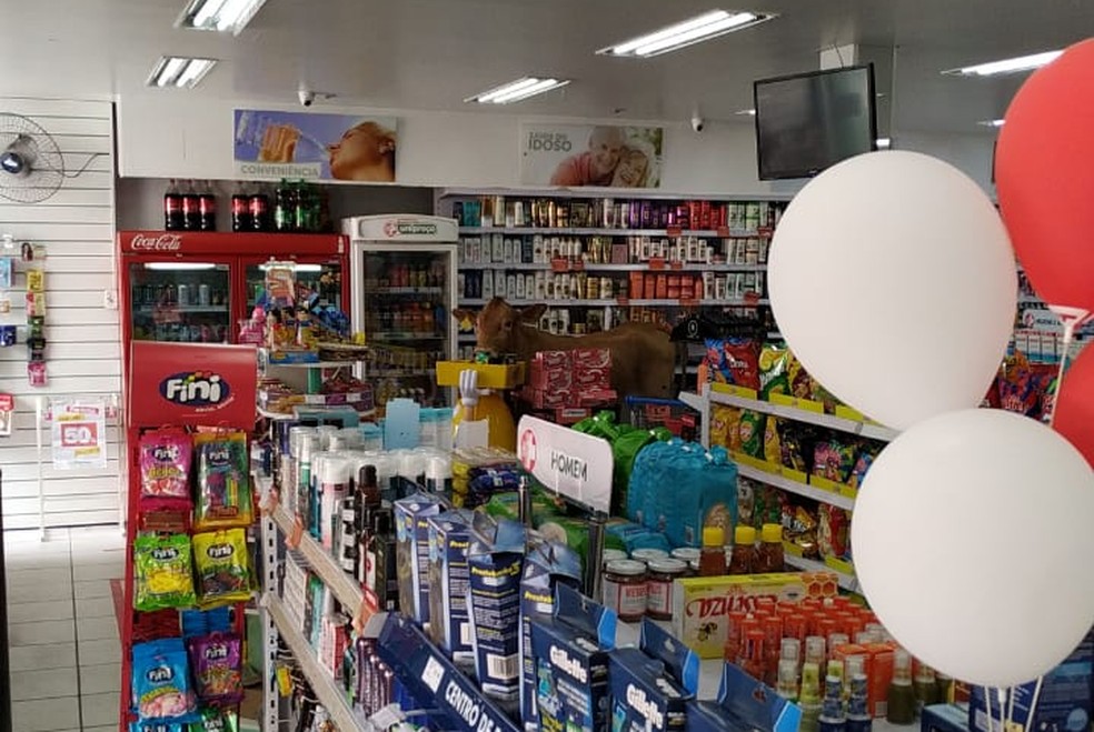 Vaca invadiu farmácia, em Colombo, na segunda-feira (27) — Foto: Ronaldo Moia Jesuíno/Arquivo pessoal