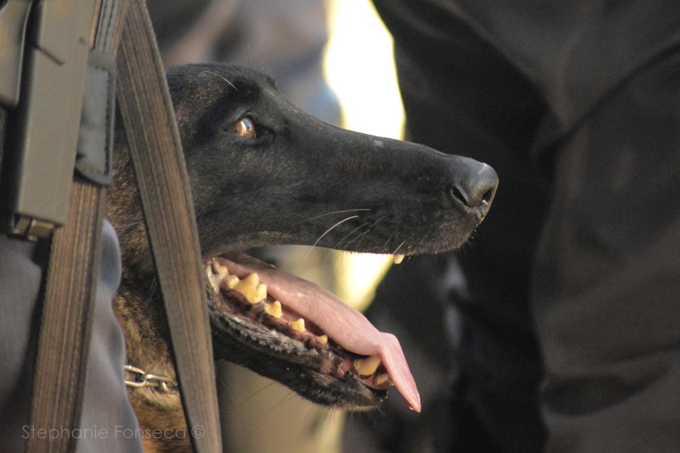 Cão de faro da Polícia Militar em Presidente Prudente — Foto: Stephanie Fonseca