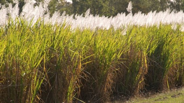 Etanol brasileiro é feito majoritariamente a partir da cana de açúcar (Foto: Reprodução/BBC)