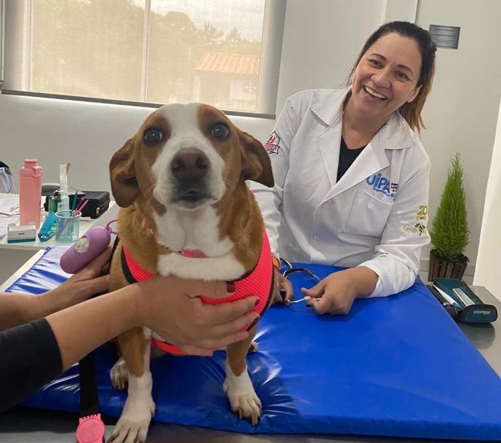 Penélope em consulta com veterinária da ONG — Foto: Uipa Itapetininga/Divulgação