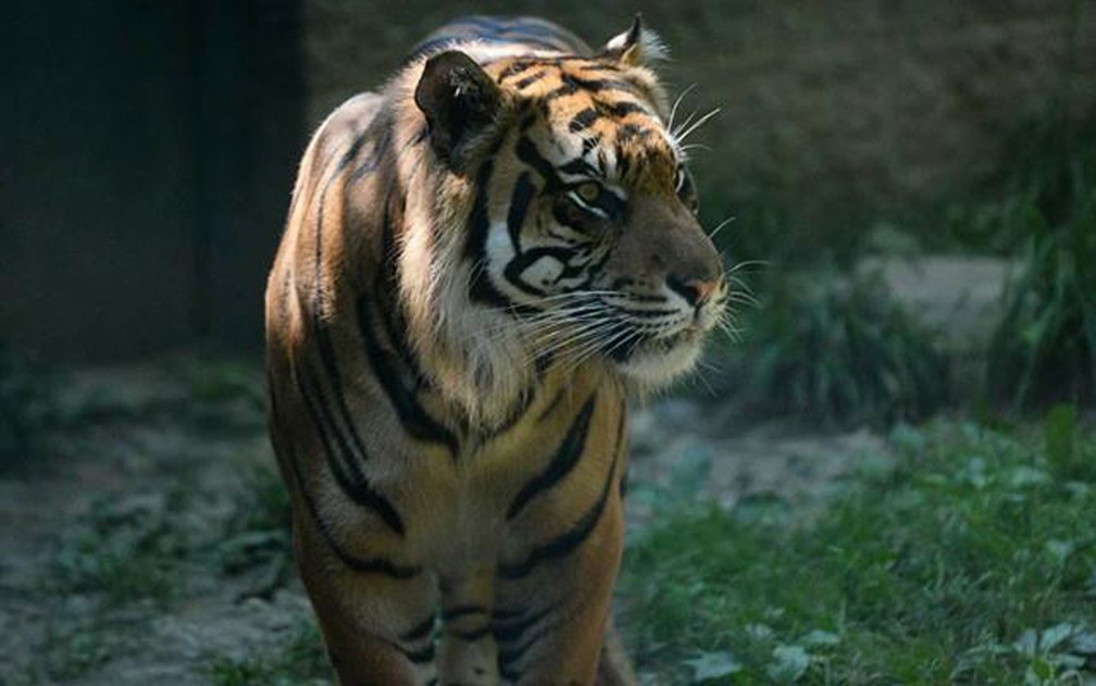 Sanjiv tem sete anos de idade e é uma das atrações do zoológico de Topeka, no Kansas — Foto: Reprodução/Facebook/Topeka Zoo