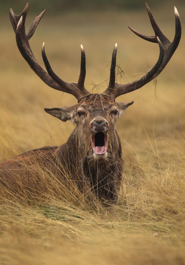 LONDON, ENGLAND - OCTOBER 05: A red deer stag roars on a foggy morning in Richmond Park on October 5, 2018 in London, England. The months of Autumn are rutting season for deer which see the male animals engage in fierce mating battles for access to the fe (Foto: Getty Images)