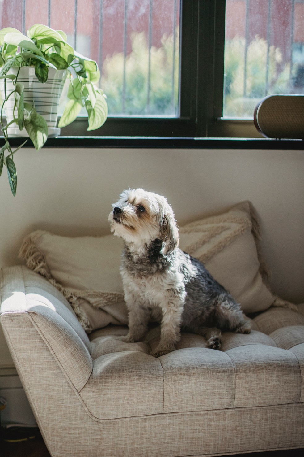 Mudanças no apetite, sono e mau humor podem ser formas do animal sinalizar que algo não vai bem — Foto: Amina Filkins/Pexels