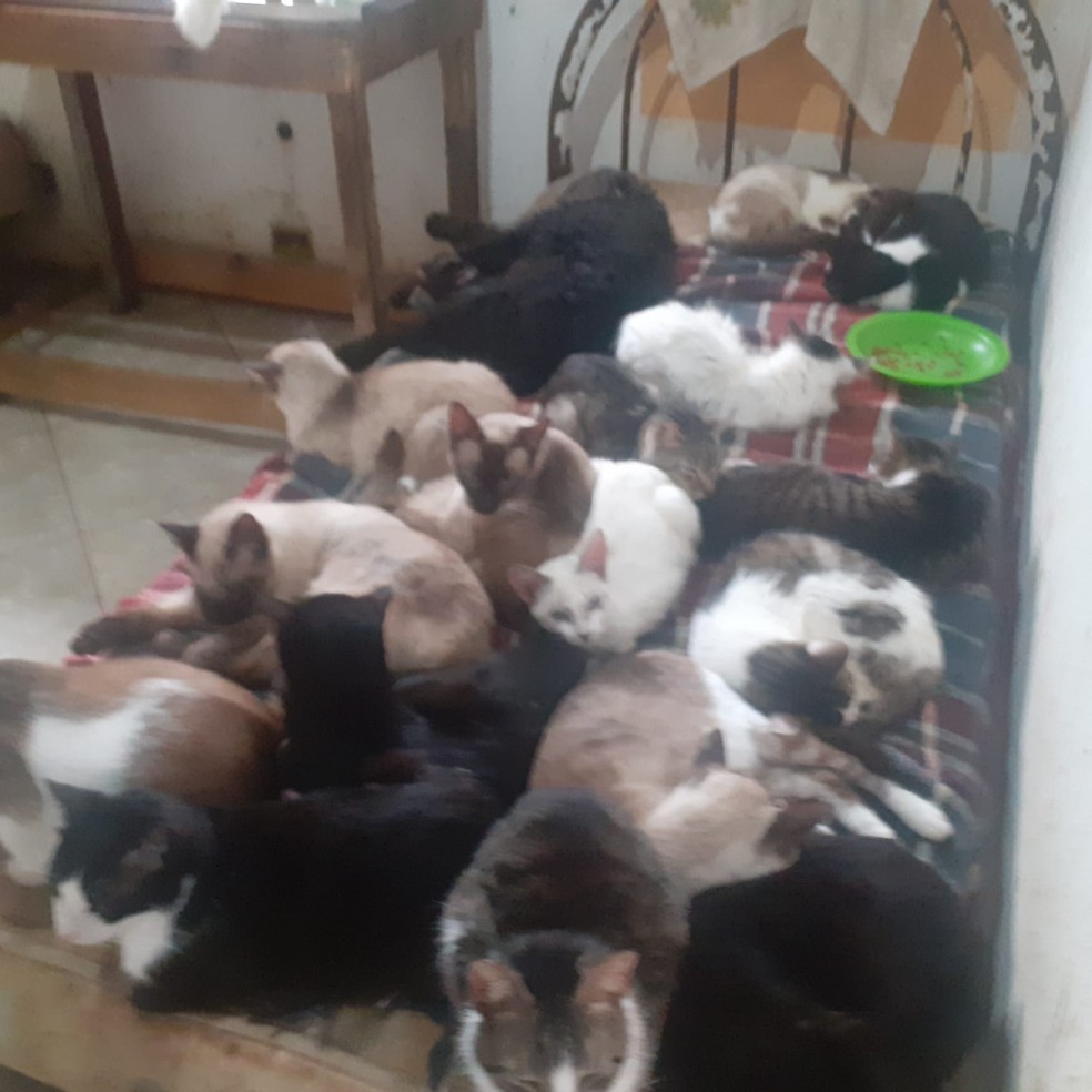 Animais vivem em sobrado comprado por padeiro em Guarujá, SP — Foto: Arquivo pessoal