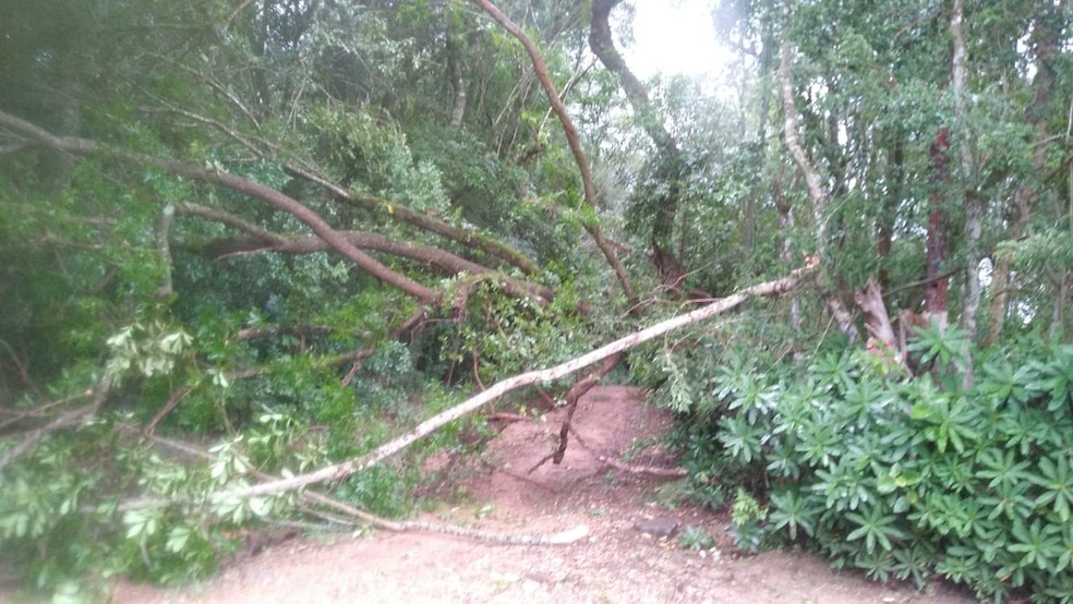 Árvore cai em via de terra no bairro Tanquinho em Tatuí — Foto: Corpo de Bombeiros/Divulgação