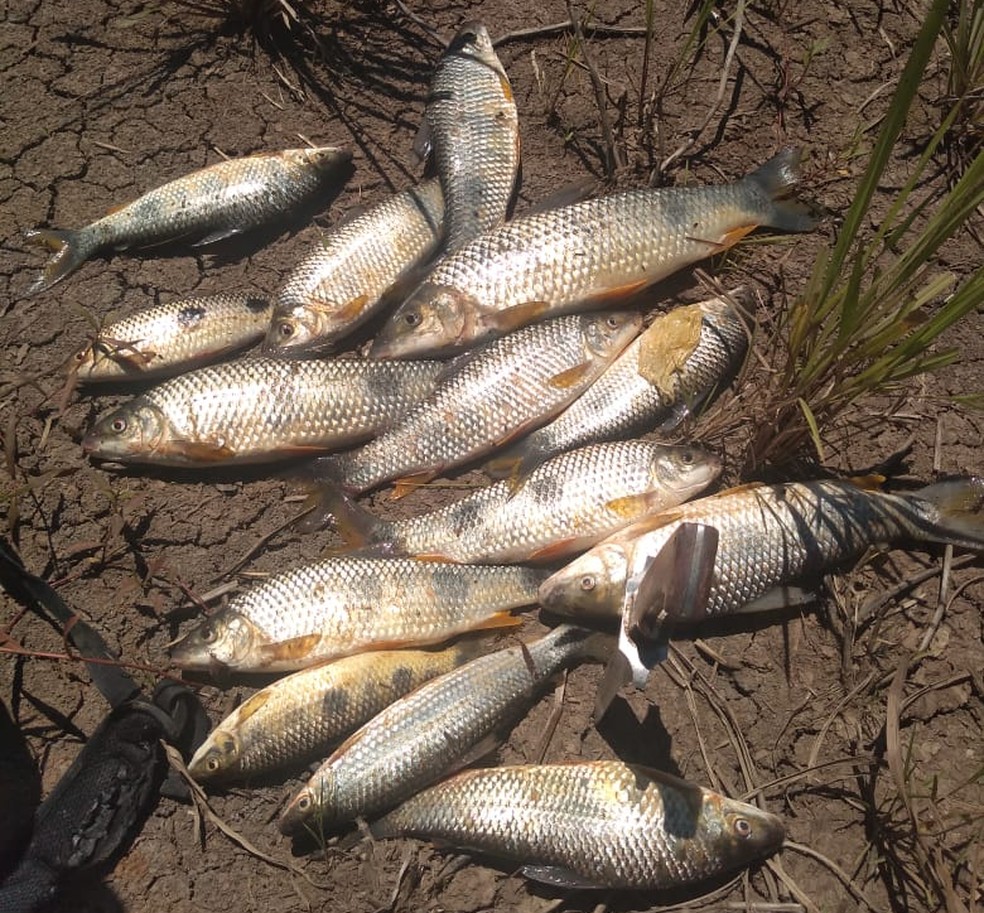 Homens foram multados por pesca predatória em Rosana — Foto: Polícia Militar Ambiental