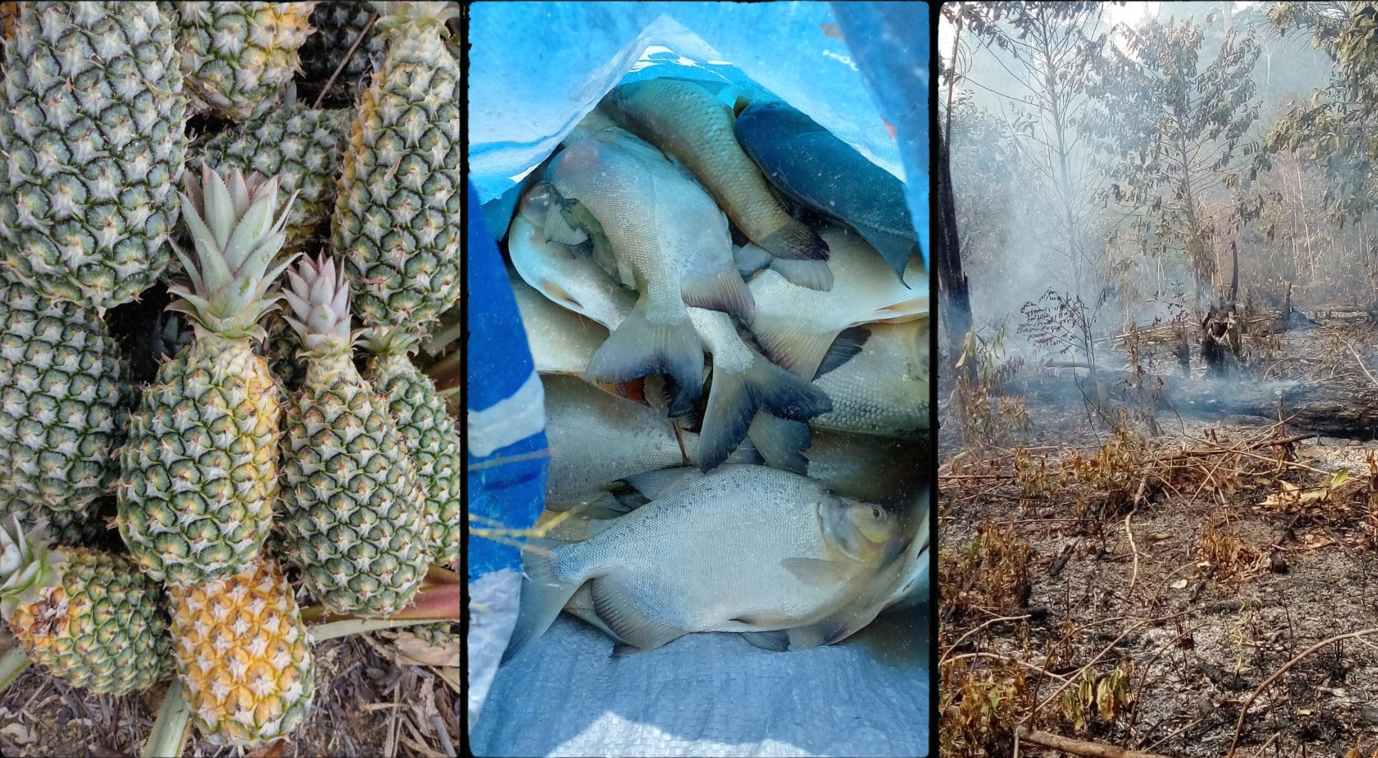 ‘Cozinhou a plantação’: seca no Norte leva a perda de lavouras, e calor mata milhares de peixes