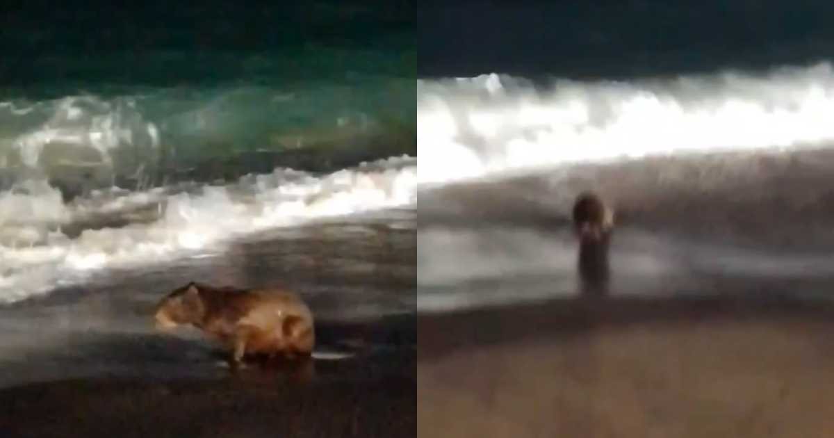 Capivara é resgatada na Praia de Iracema, em Fortaleza, após ser avistada no mar 
