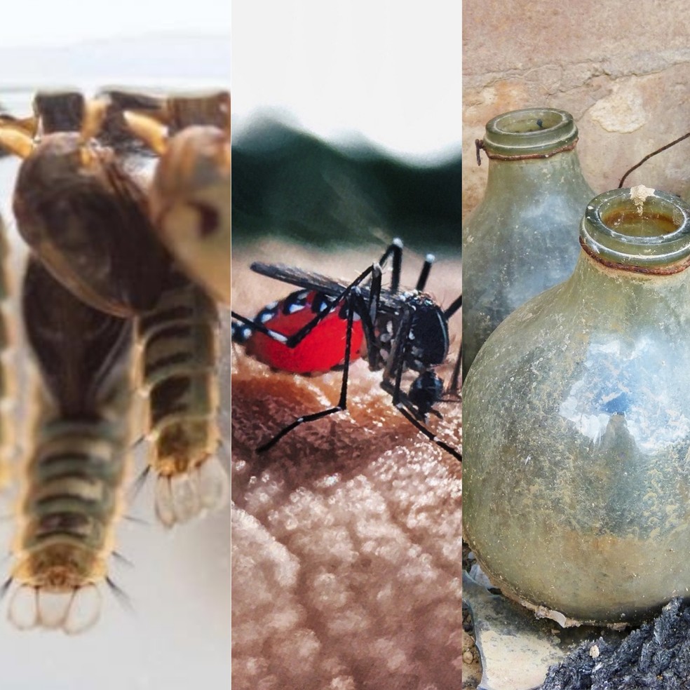 Eliminar criadouros é a principal medida para evitar a dengue, chikungunya e zika — Foto: Divulgação/Arquivo