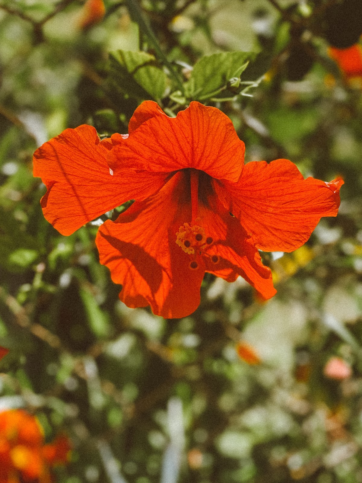 Na foto, a flor do Hibiscus sabdariffa (Foto: Pexels /  Jess Loiterton / CreativeCommons)